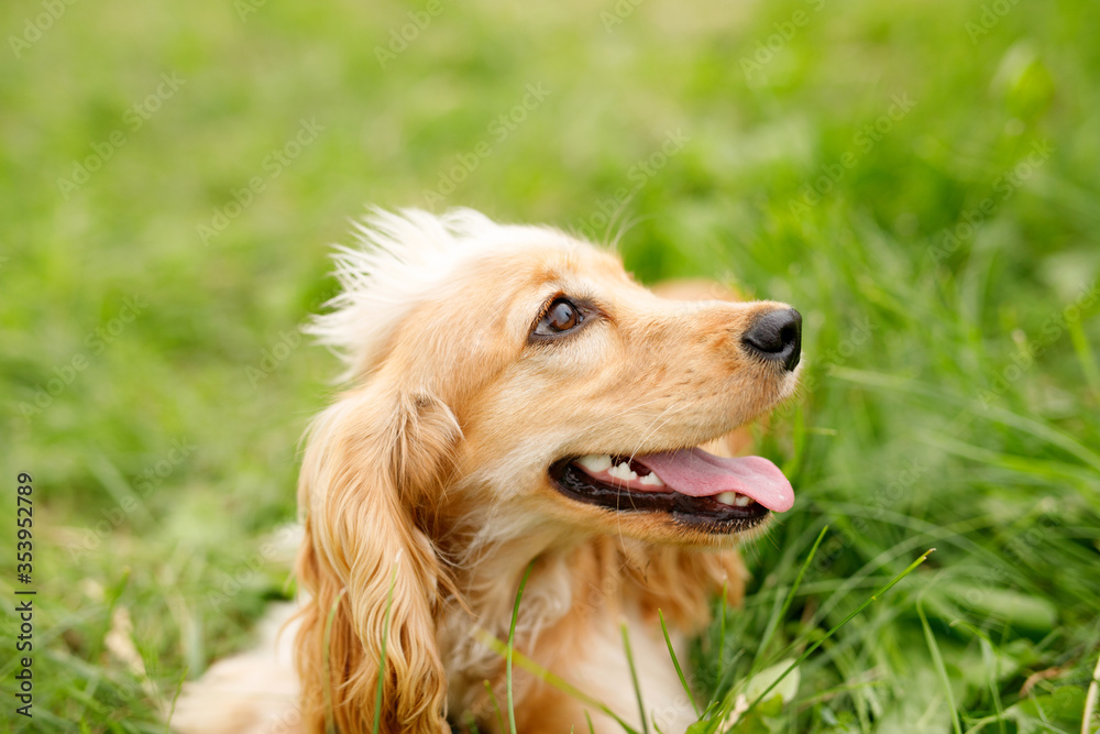Happy and active purebred golden cocker spaniel walking in the park. Dog playing outdoors in the grass on a sunny summer day.