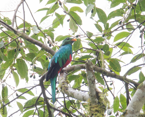 Golden-headed Quetzal photo