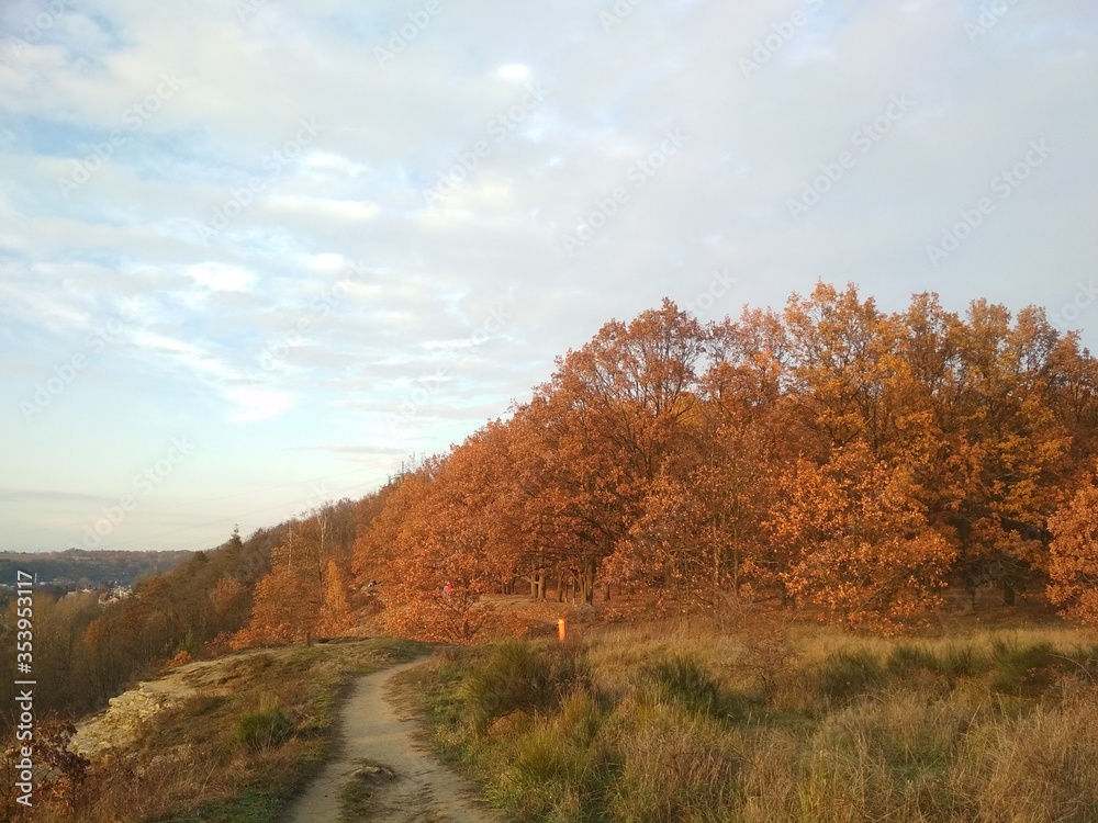 Fototapeta premium autumn forest in the mountains
