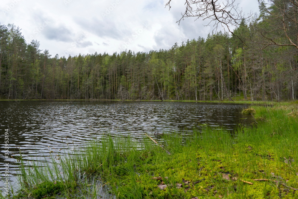 Obraz premium View of the forest lake, the system of Blue Lakes in Belarus