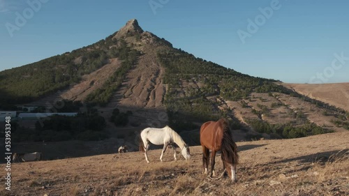 Free farming beautiful horses feeding off ground with the Pico Ana Fereira in the distance, Porto Santo, Portugal photo