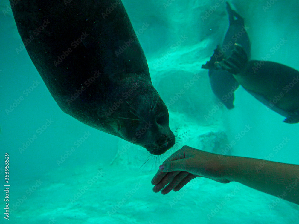 Fototapeta premium Girl holds out her hand to a fur seal. The concept of close communication with nature of people from big cities.