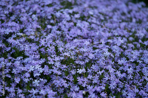 Purple tiny flowers background.