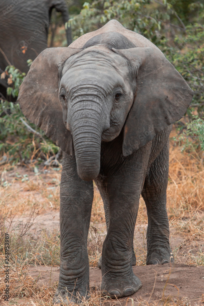 A baby elephant in Africa