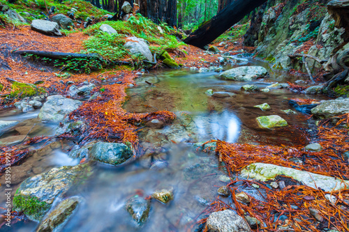 Fototapeta Naklejka Na Ścianę i Meble -  West Fork of Limekiln Creek Flowing  Through Coastal  Redwood Forest in Limekiln State Park, Big Sur, California, USA