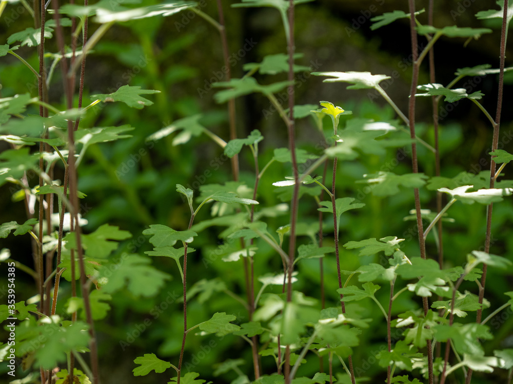 緑の植物