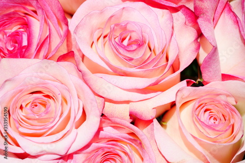 close up of pink roses 