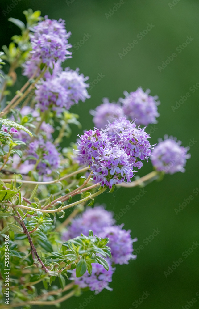 Fototapeta premium Bluehender Thymian