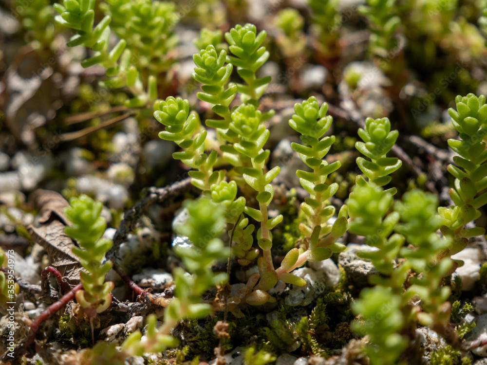 小さな植物 小さな植物