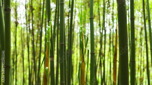 Time lapse of bamboo shoots growing in the bamboo woods concept of new life growing