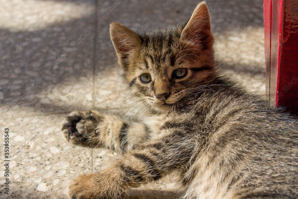 cat pup looking at the camera cat pup looking at the camera