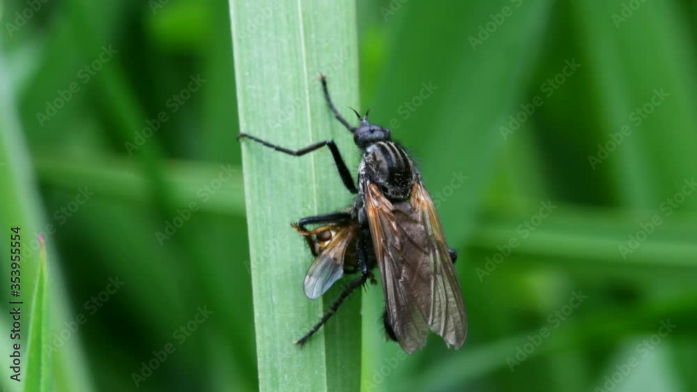 Predator and Prey - Dance Fly eats Yellow Dung Fly. Predator and Prey - Dance Fly eats Yellow Dung Fly.