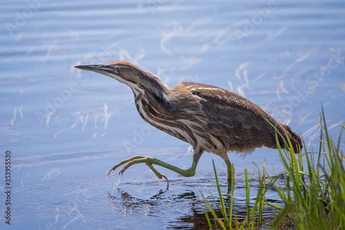 American Bittern wading in water on blue background