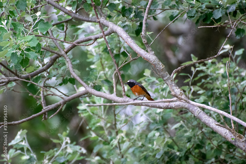 bird on a branch