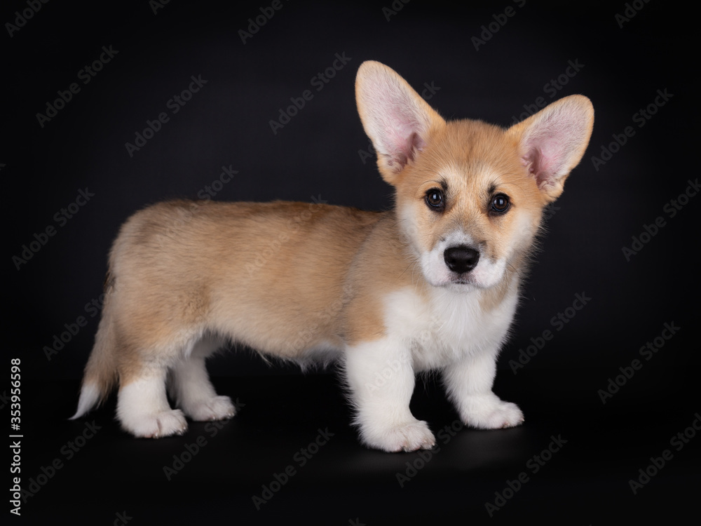 11 weeks old cute Welsh corgi Pembroke pup standing and looking into the camera, Isolated on a black background 