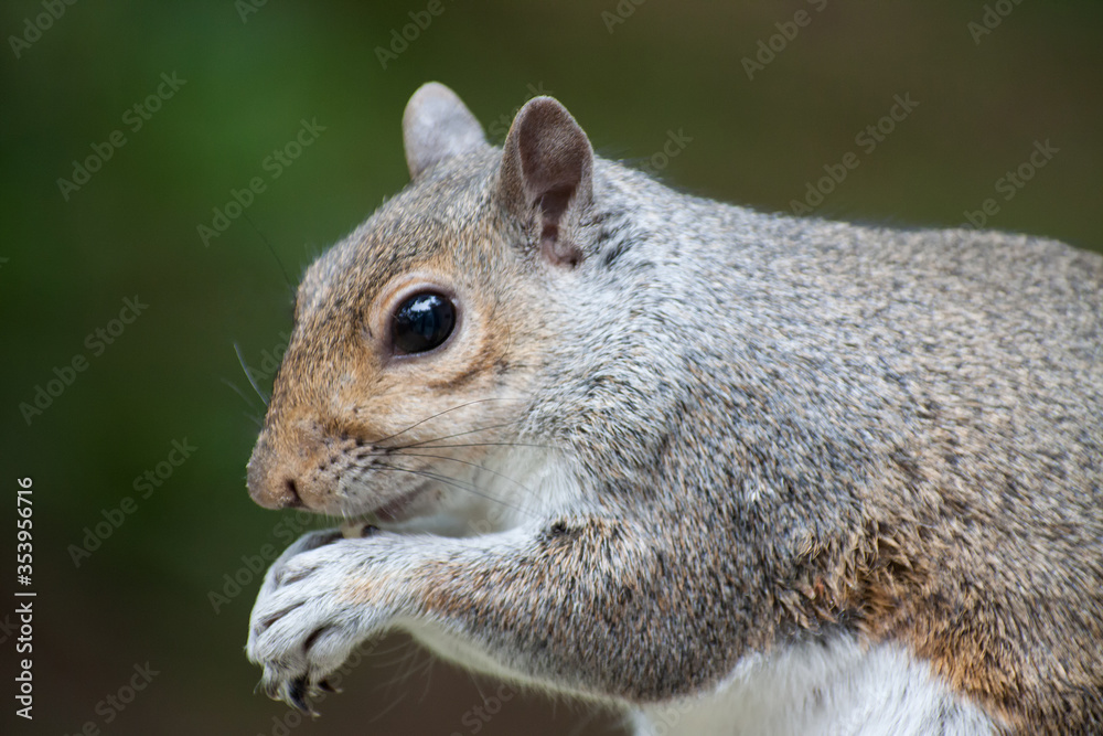 Obraz premium Squirrel in the woods