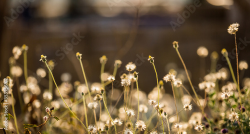 Beautiful dandelion flowers in spring in a field close-up in the golden rays of the sun
