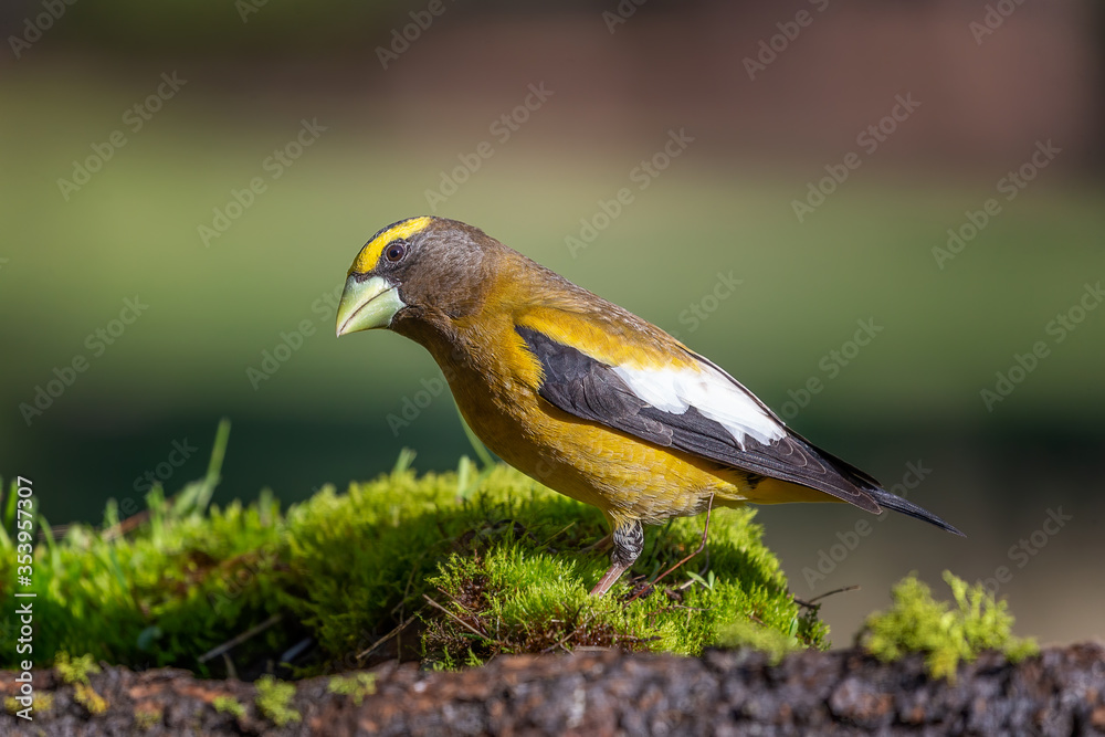 Fototapeta premium Evening Grosbeak