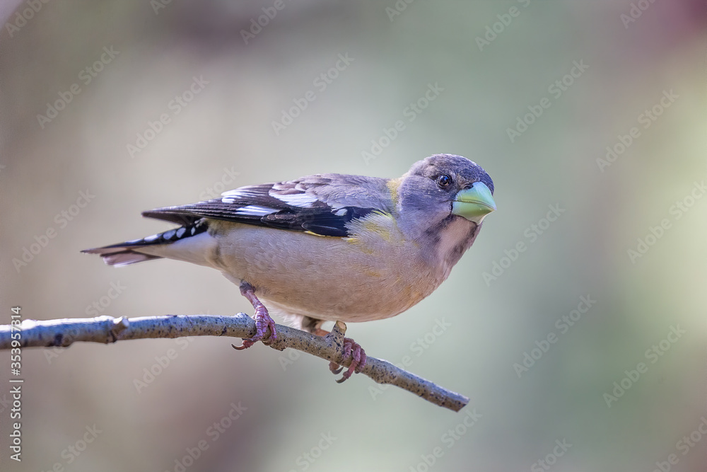 Fototapeta premium Female Evening Grosbeak