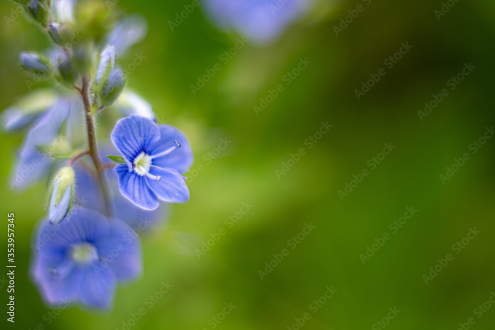 Germander Speedwell - Veronica chamaedrys flowers Germander Speedwell - Veronica chamaedrys flowers
