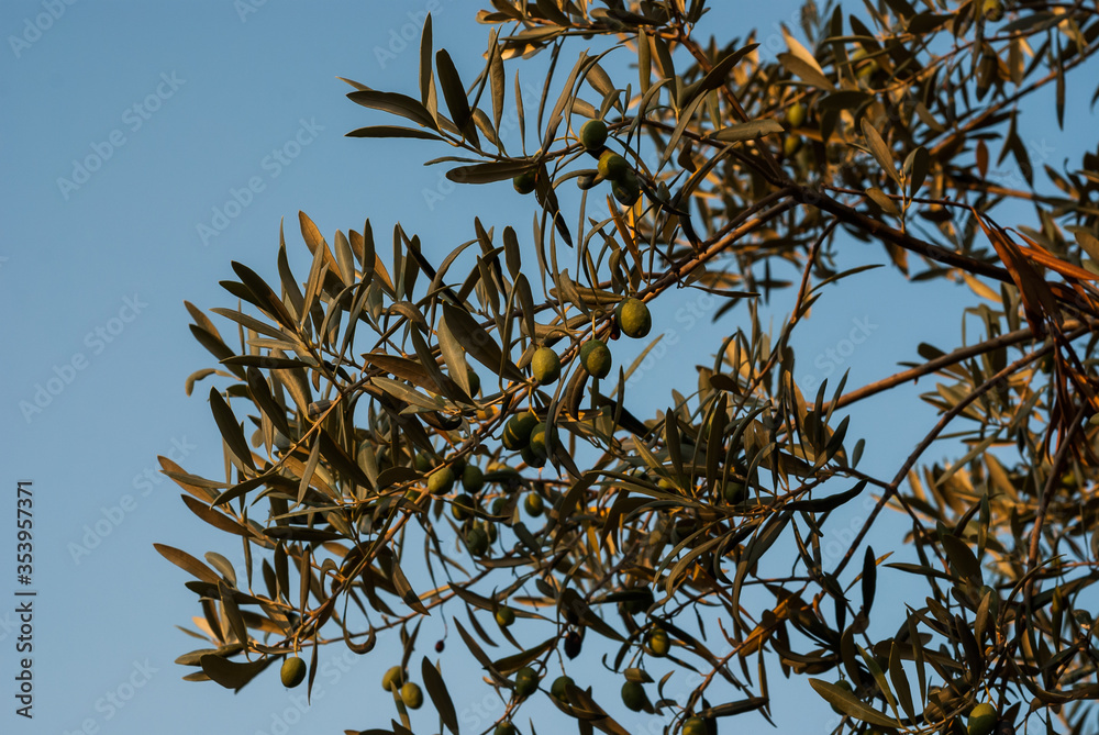 Olive Tree Branches with Olives and Leaves in Summer Morning Sun Light in Front of Blue Sky of Sithonia, Chalkidiki, Greece Olive Tree Branches with Olives and Leaves in Summer Morning Sun Light in Front of Blue Sky of Sithonia, Chalkidiki, Greece