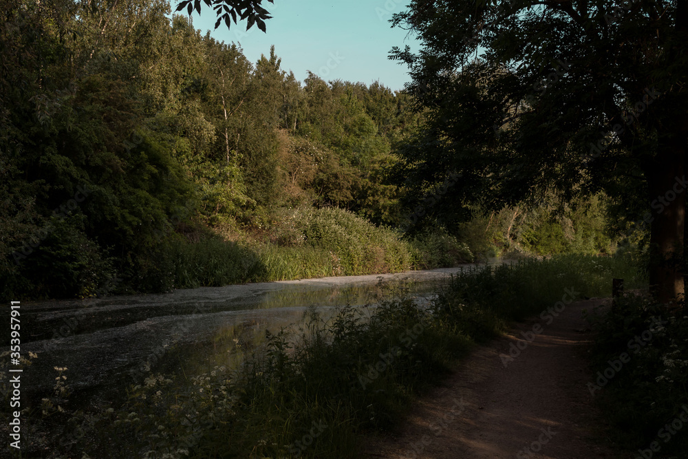 Obraz premium Light in forest