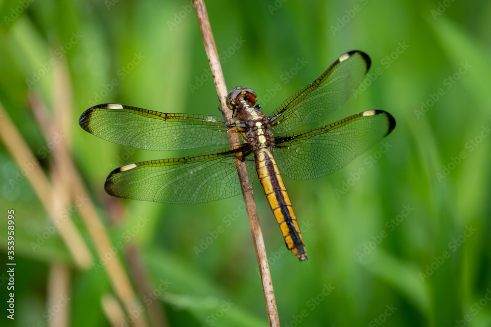 A female spangled skimmer perches on a twig. North Carolina. A female spangled skimmer perches on a twig. North Carolina.