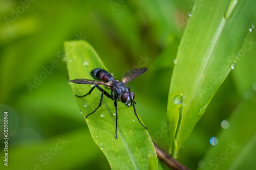 A Tachinid Fly rests on a leaf in a light rain. North Carolina.