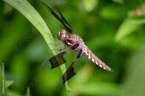 A female common whitetail skimmer rests on a leaf. North Carolina.
