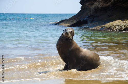 Sea Lion in Pitt Point, San Cristobal Island - Galapagos Islands