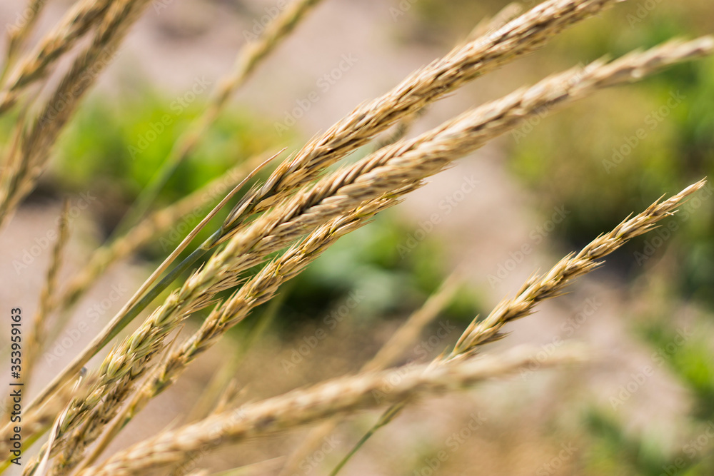 ears of wheat ears of wheat
