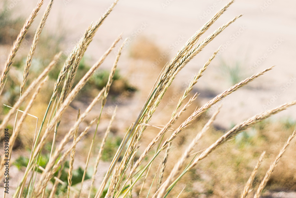 Fototapeta premium close up of grass