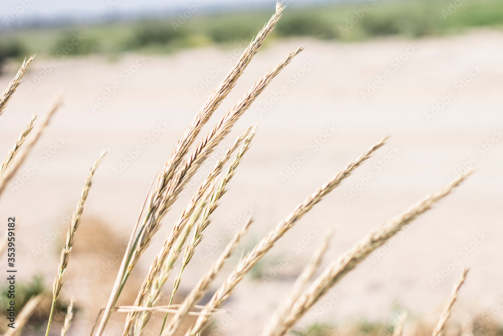 Fototapeta premium grass in the wind