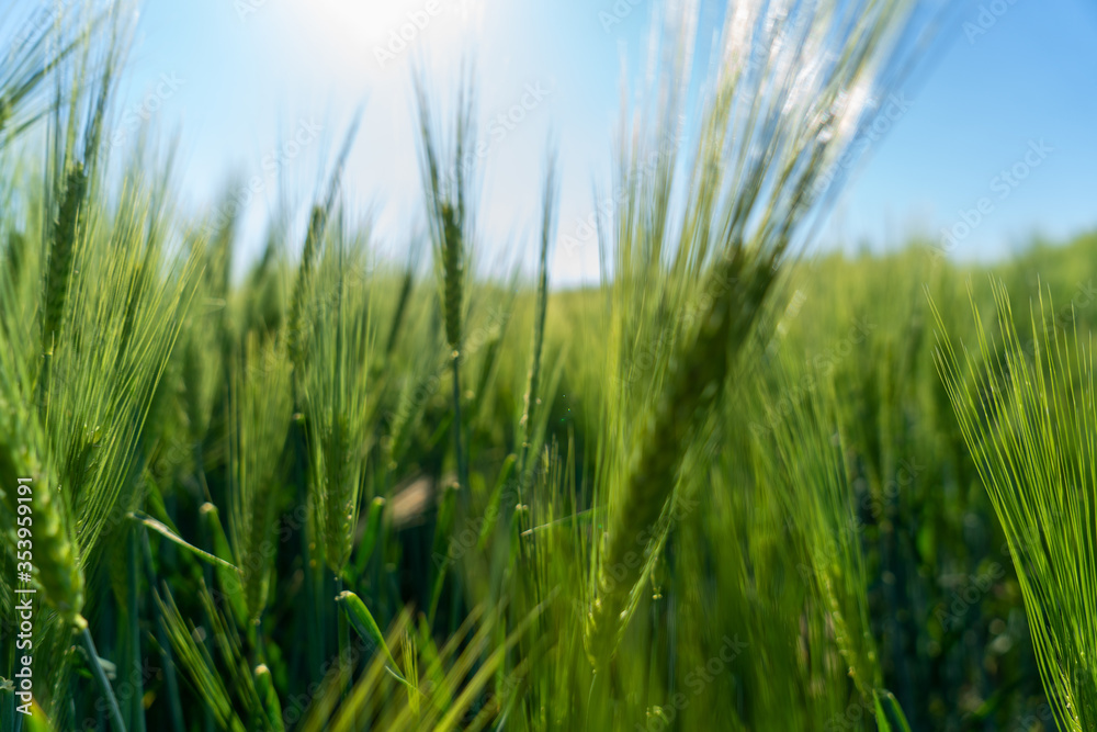 Barley head sway in a summer breeze, ,Barley grain is used for flour, barley bread, barley beer, some whiskeys, some vodkas, and animal fodder