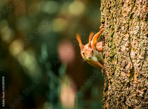 Wiewiórka wygląda zza pnia drzewa © nitka_zaplatana