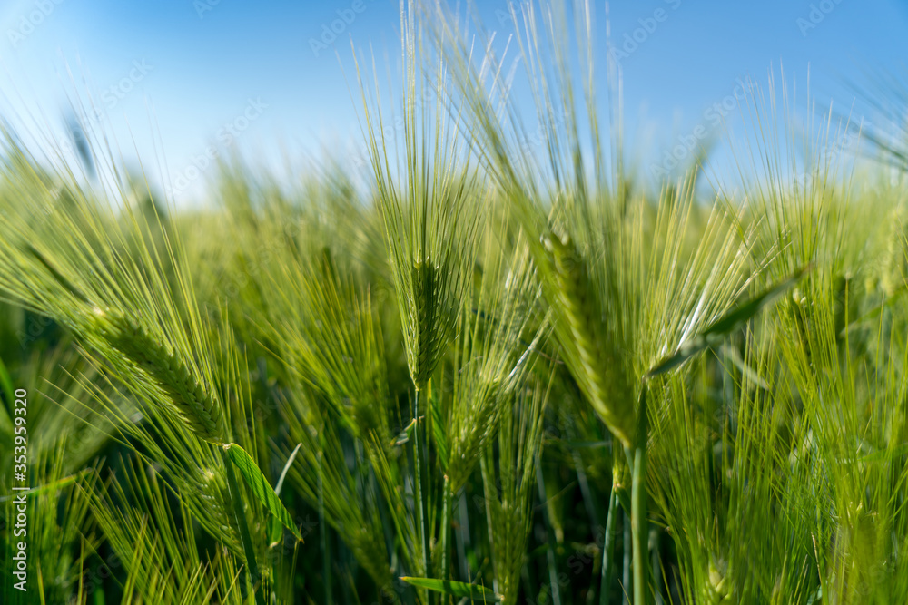 Barley head sway in a summer breeze, ,Barley grain is used for flour, barley bread, barley beer, some whiskeys, some vodkas, and animal fodder Barley head sway in a summer breeze, ,Barley grain is used for flour, barley bread, barley beer, some whiskeys, some vodkas, and animal fodder