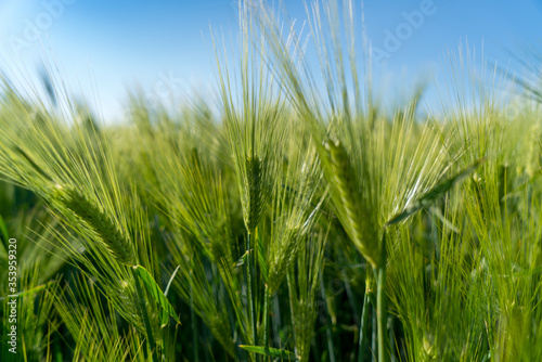 Barley head sway in a summer breeze, ,Barley grain is used for flour, barley bread, barley beer, some whiskeys, some vodkas, and animal fodder