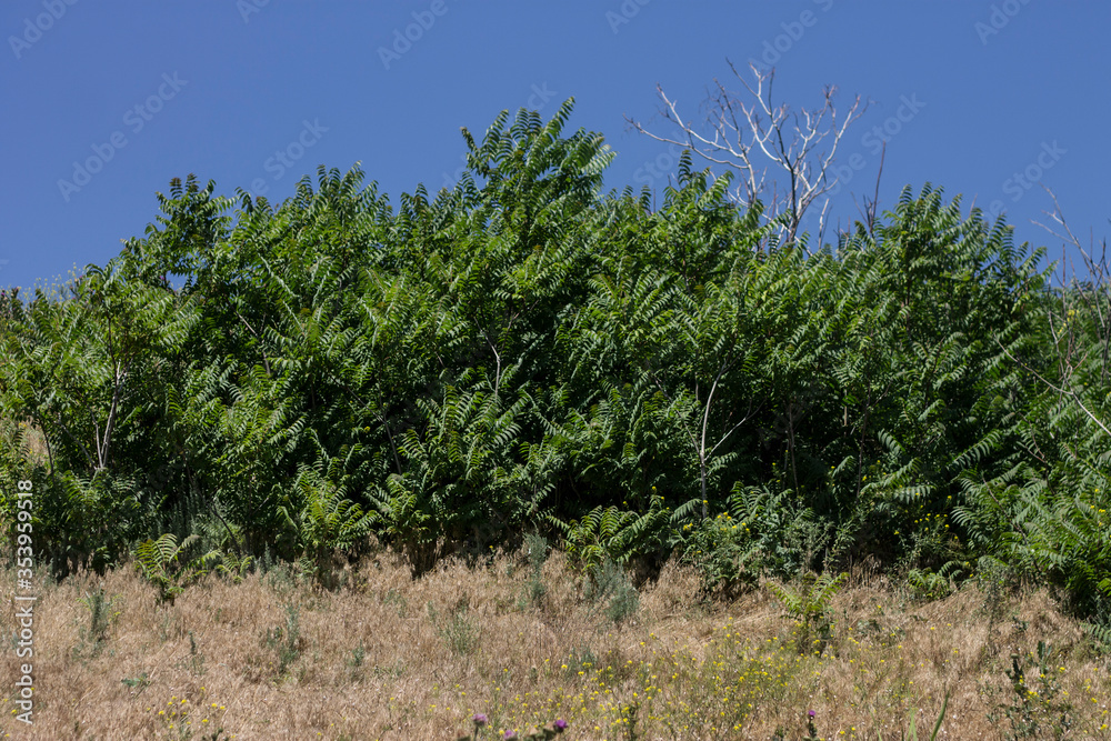vineyard in the provence