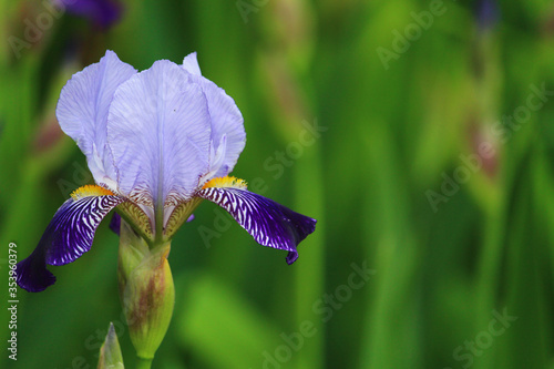 A very beautiful iris flower common in urban landscape design photo