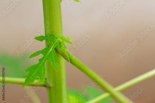 The branches of a small papaya tree are sprouting from the original tree.