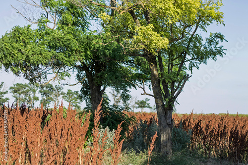 trees in the field