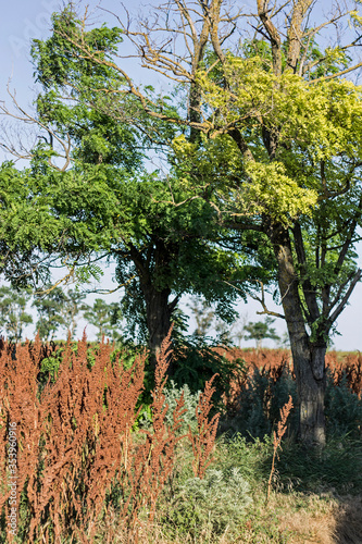 vineyard in autumn