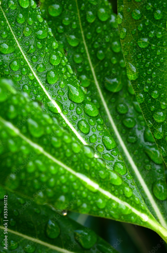Naklejka premium 雨上がりの葉っぱ