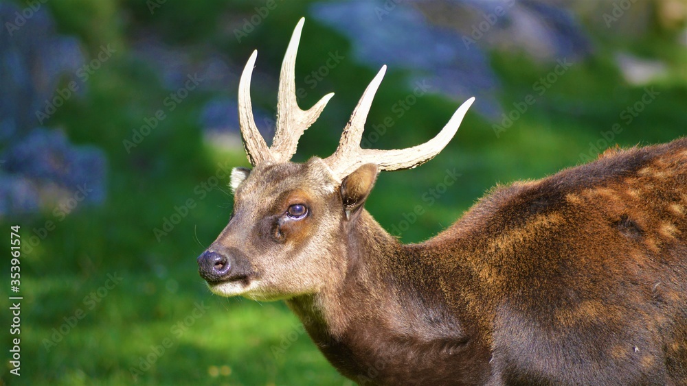 Obraz premium deer in the woods