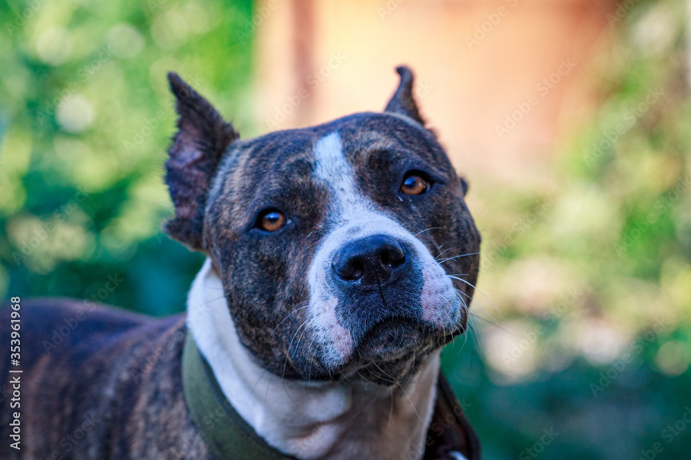 black dog's mouth close-up