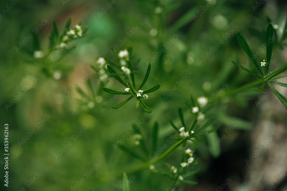green grass and flowers
