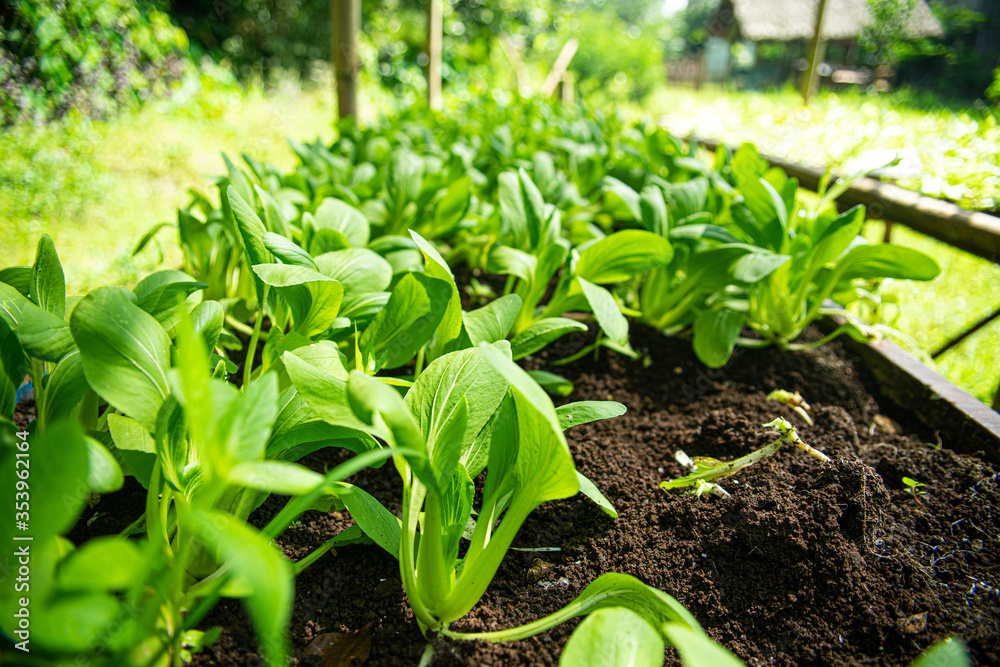 organic farm clean farm organic farm clean farm