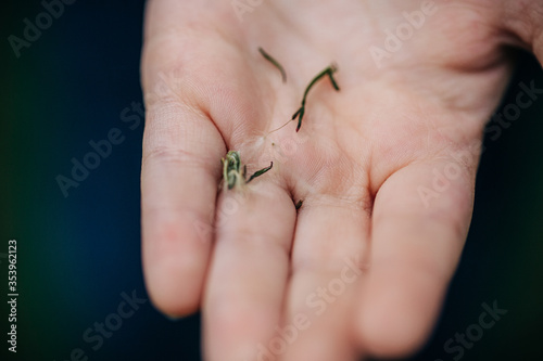 hand holding a plant