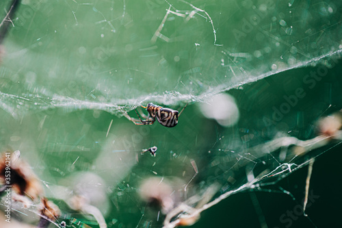 spider on a web