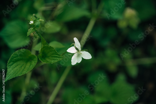 white flower
